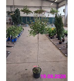 Syringa BLOOMERANG® 'Pink Perfume' C 5 L